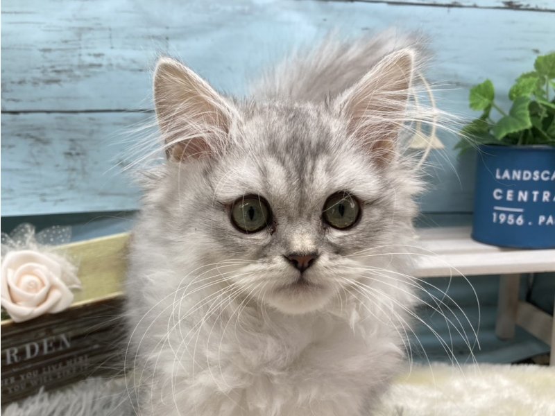 静岡県のラガマフィン (ワンラブカインズ藤枝店(FC)/2025年9月10日生まれ/女の子/シルバータビー)の子猫の1枚目の画像