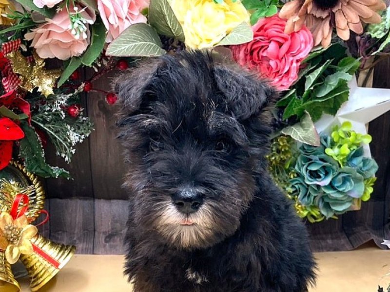 京都府のミニチュアシュナウザー (ワンラブカインズ木津川店(FC)/2025年10月10日生まれ/女の子/ブラックシルバー)の子犬の1枚目の画像