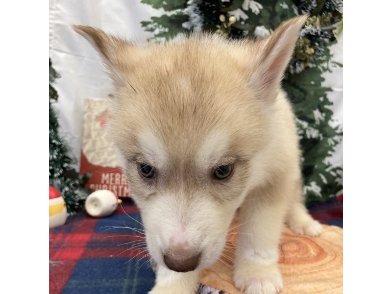 福岡県のシベリアンハスキー (ワンラブペットワイド若松店(FC)/2025年10月4日生まれ/男の子/レッド)の子犬の1枚目の画像