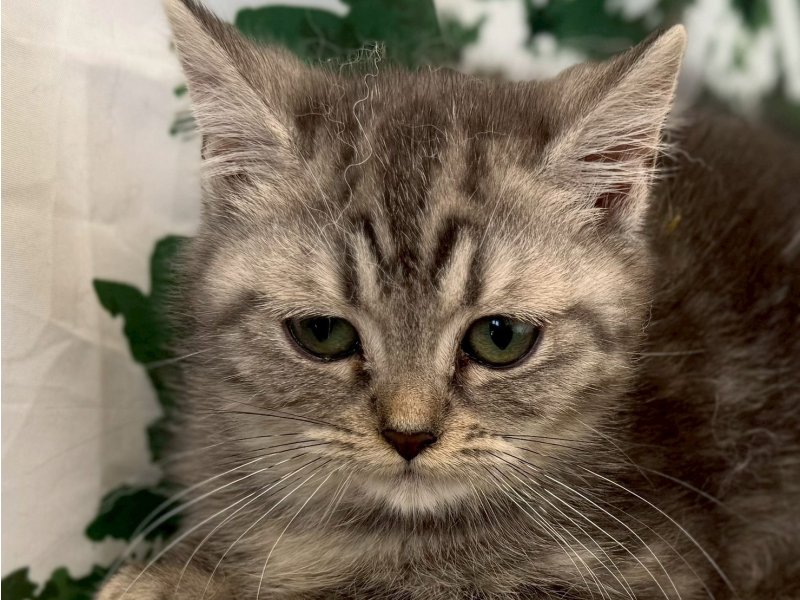 福岡県のアメリカンショートヘアー (ワンラブペットワイド若松店(FC)/2025年9月26日生まれ/女の子/シルバータビー)の子猫の1枚目の画像