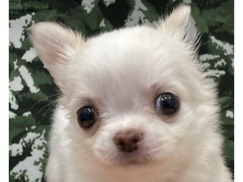 福岡県のチワワ(ロング) (ワンラブペットワイド若松店(FC)/2025年10月13日生まれ/男の子/ホワイトクリーム)の子犬の1枚目の画像