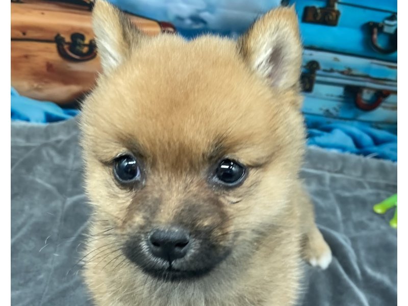 福岡県のポメ柴/豆ポメ/ポメ豆柴(ポメラニアン×柴犬) (ワンラブﾎｰﾑﾜｲﾄﾞ ﾍﾟｯﾄ＆ｸﾞﾘｰﾝ和白店(FC)/2025年10月13日生まれ/男の子/赤)の子犬の1枚目の画像