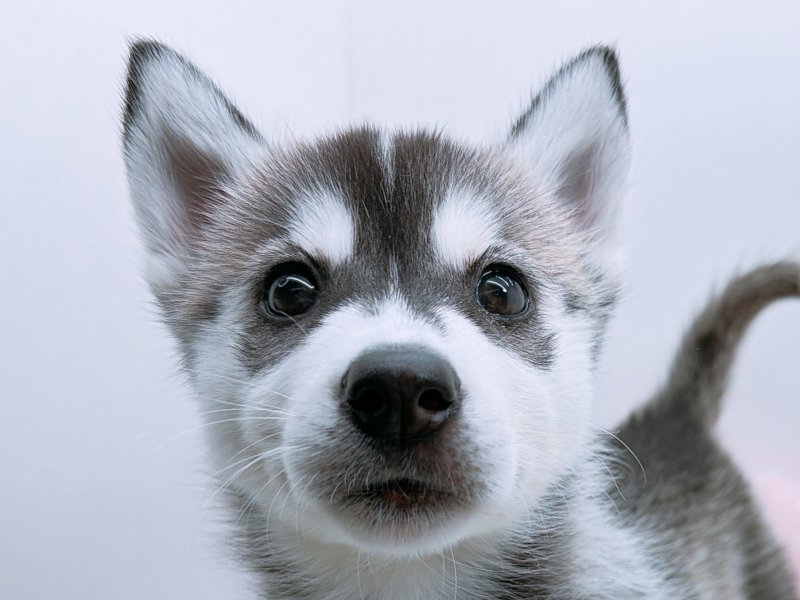 愛知県のシベリアンハスキー (ワンラブカインズ小牧店(FC)/2025年10月18日生まれ/女の子/ブラックホワイト)の子犬の1枚目の画像