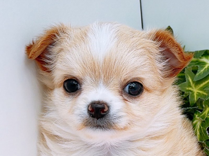 愛知県のチワワ(ロング) (ワンラブペッツビレッジ アピタ木曽川店(FC)/2025年10月17日生まれ/女の子/ゴールドホワイト)の子犬の1枚目の画像