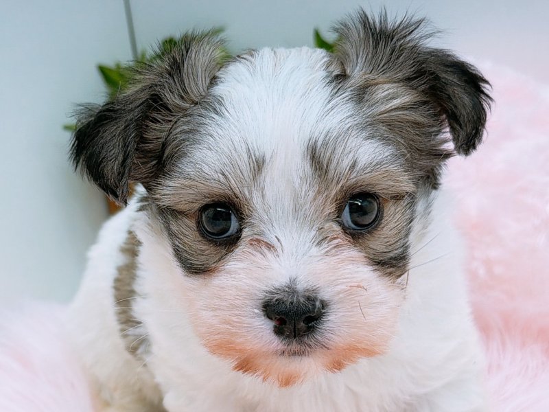 愛知県のチワマル/マルチワ(チワワ×マルチーズ) (ワンラブカインズ小牧店(FC)/2025年10月18日生まれ/男の子/ブラウンホワイト)の子犬の1枚目の画像