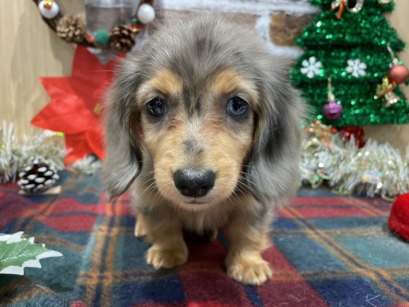 福島県のミニチュアダックスフンド(ロング) (ワンラブカインズ会津若松店(FC)/2025年10月17日生まれ/男の子/シルバーダップル)の子犬の1枚目の画像