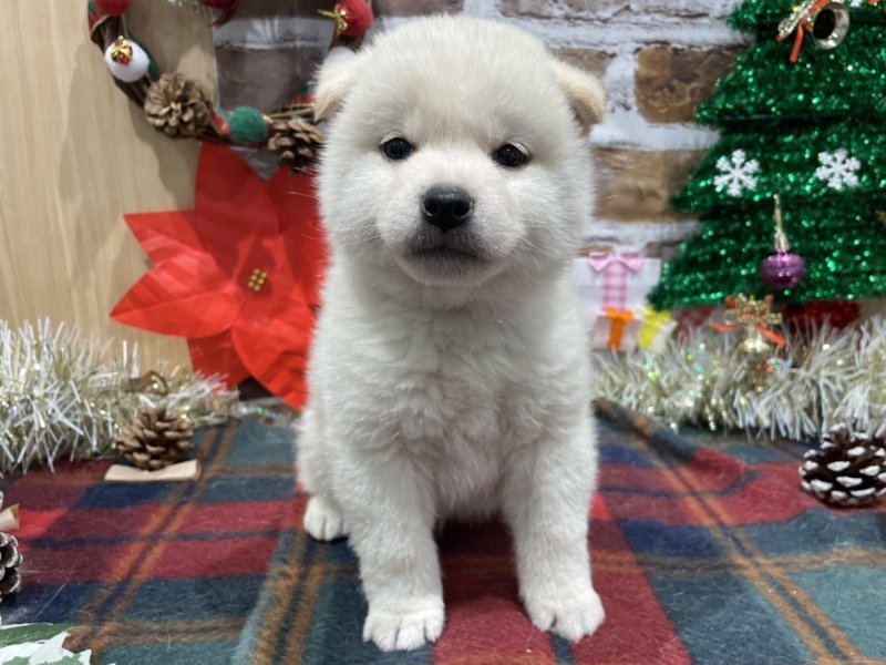 福島県の豆柴 (ワンラブカインズ会津若松店(FC)/2025年10月18日生まれ/男の子/白)の子犬の1枚目の画像