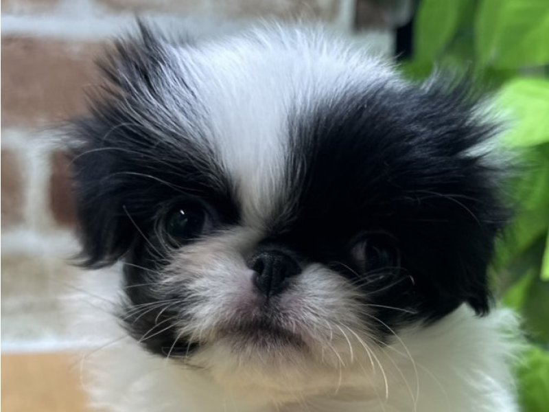 福島県の狆 (ワンラブカインズ白河モール店(FC)/2025年10月15日生まれ/女の子/白黒)の子犬の1枚目の画像