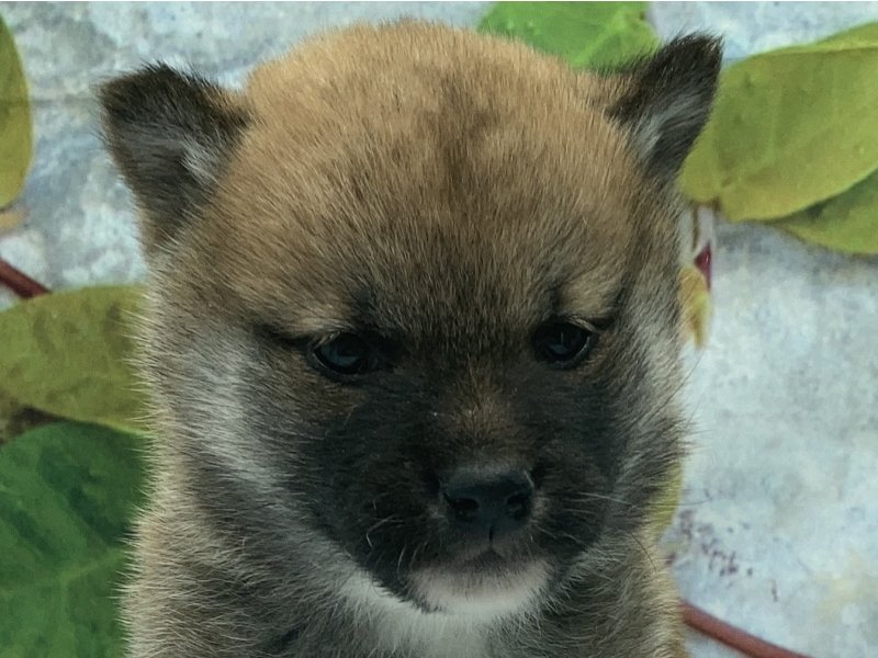 埼玉県の柴犬(標準サイズ) (ワンラブカインズ北本店(FC)/2025年10月16日生まれ/女の子/赤)の子犬の1枚目の画像