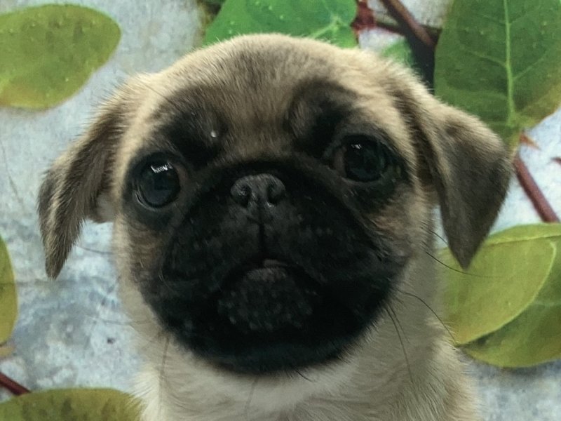 埼玉県のペキパグ/パグペキ(ペキニーズ×パグ) (ワンラブカインズ北本店(FC)/2025年10月3日生まれ/男の子/フォーン)の子犬の1枚目の画像