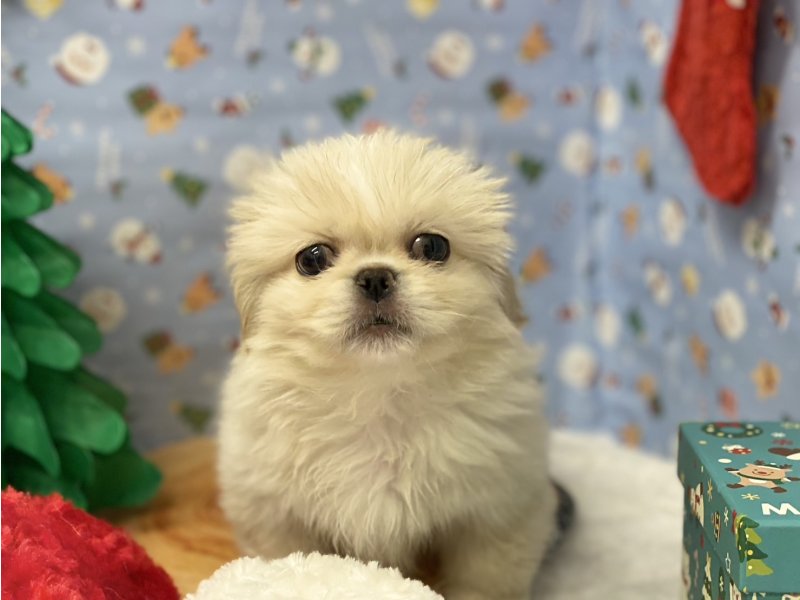 埼玉県のペキニーズ (ワンラブカインズ羽生店(FC)/2025年10月15日生まれ/男の子/クリームホワイト)の子犬の1枚目の画像