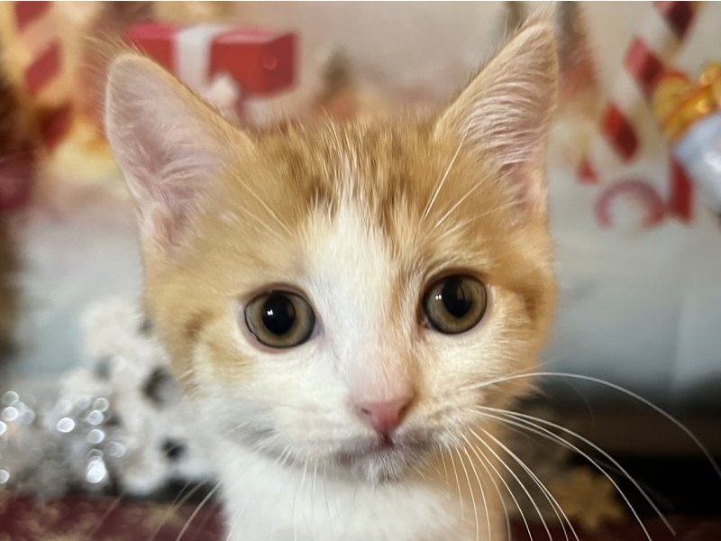 新潟県のマンチカン (ワンラブフレスポ赤道店(FC)/2025年10月17日生まれ/男の子/レッドタビーホワイト)の子猫の1枚目の画像