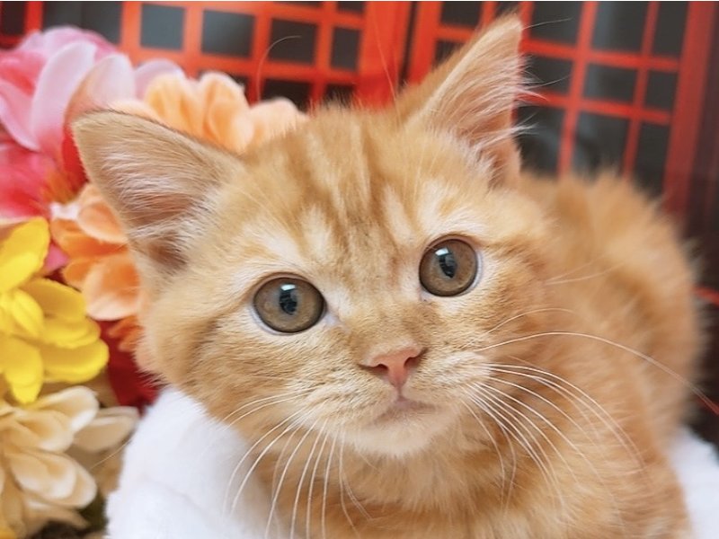 沖縄県のマンチカン (ワンラブカインズ糸満店(FC)/2025年10月14日生まれ/男の子/レッドタビー)の子猫の1枚目の画像