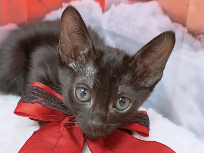 沖縄県のオリエンタルショートヘアー (ワンラブカインズ糸満店(FC)/2025年10月18日生まれ/男の子/ブラック)の子猫の1枚目の画像