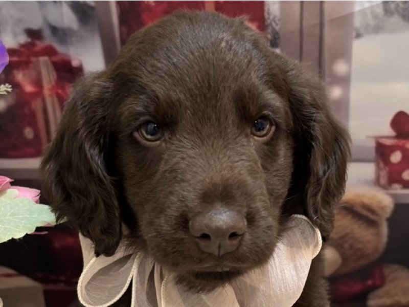 沖縄県のフラットコーテッドレトリーバー (ワンラブMEGAドン・キホーテ宜野湾店(FC)/2025年10月9日生まれ/男の子/レバー)の子犬の1枚目の画像