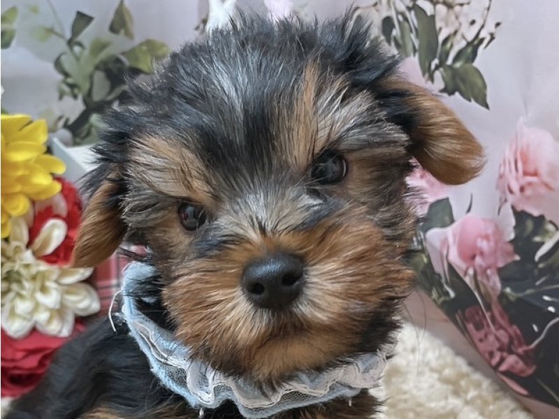 滋賀県のヨークシャーテリア (ワンラブコ メ リパワー ペットアミ水口店(FC)/2025年10月17日生まれ/男の子/スチールブルータン)の子犬の1枚目の画像