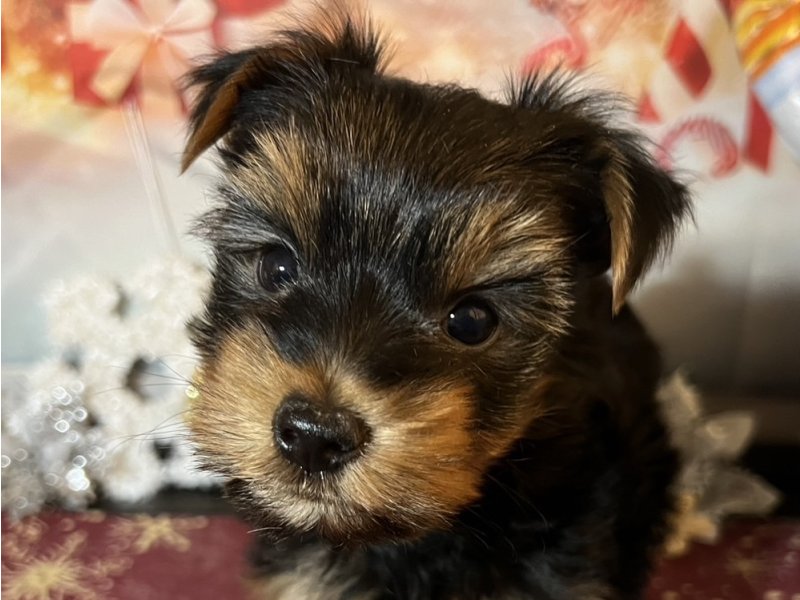 新潟県のヨークシャーテリア (ワンラブフレスポ赤道店(FC)/2025年10月19日生まれ/男の子/スチールブルータン)の子犬の1枚目の画像