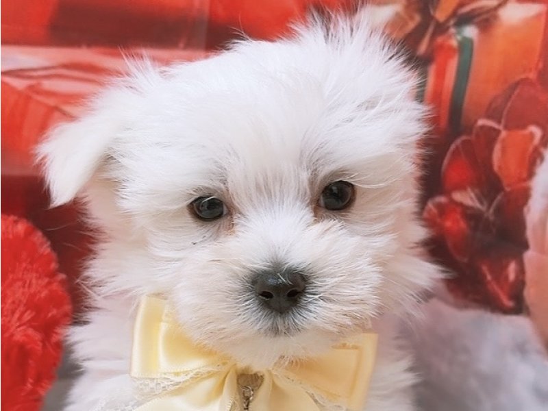沖縄県のマルチーズ (ワンラブMEGAドン・キホーテ宜野湾店(FC)/2025年10月19日生まれ/男の子/ホワイト)の子犬の1枚目の画像