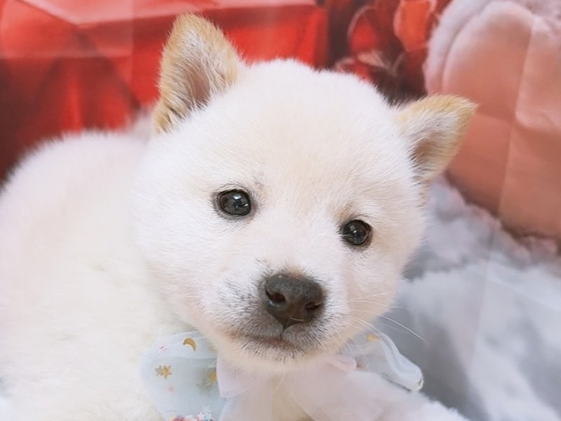 沖縄県の柴犬(標準サイズ) (ワンラブカインズ糸満店(FC)/2025年10月18日生まれ/男の子/白)の子犬の1枚目の画像