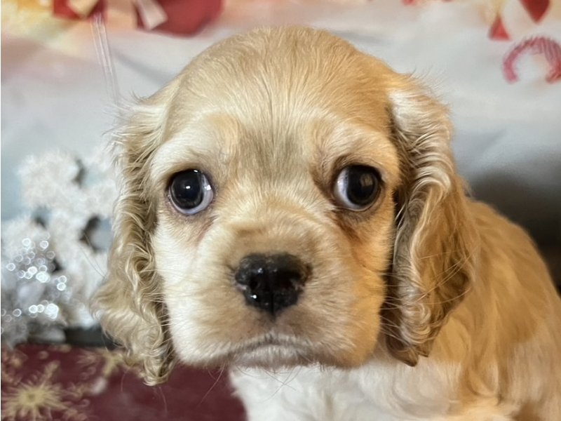 新潟県のアメリカンコッカースパニエル (ワンラブフレスポ赤道店(FC)/2025年10月18日生まれ/男の子/バフ)の子犬の1枚目の画像