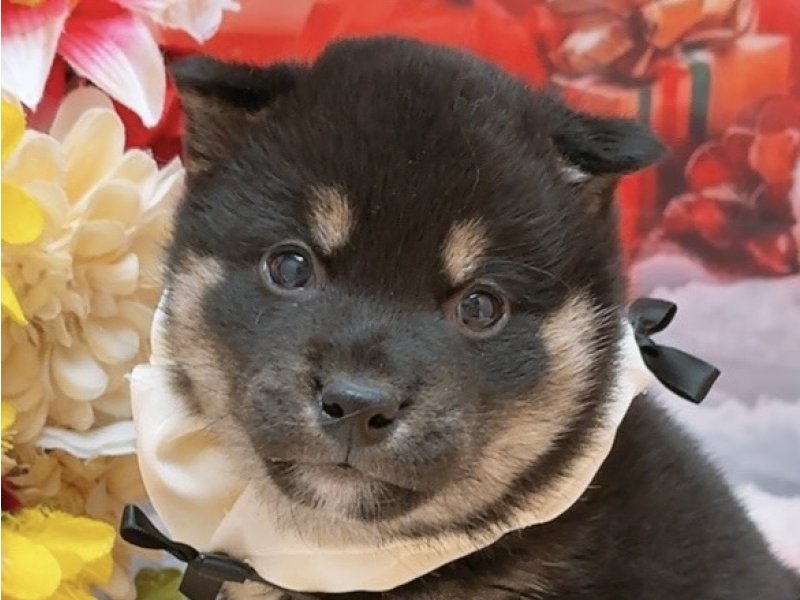 愛知県の柴犬(標準サイズ) (ワンラブカインズ豊田四郷店(FC)/2025年10月18日生まれ/男の子/黒)の子犬の1枚目の画像