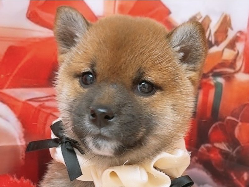 沖縄県の柴犬(標準サイズ) (ワンラブカインズあがり浜店(FC)/2025年10月18日生まれ/女の子/赤)の子犬の1枚目の画像