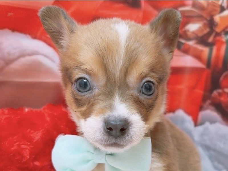 沖縄県のチワコーギー(チワワ×コーギー) (ワンラブカインズ糸満店(FC)/2025年10月18日生まれ/男の子/セーブルホワイト)の子犬