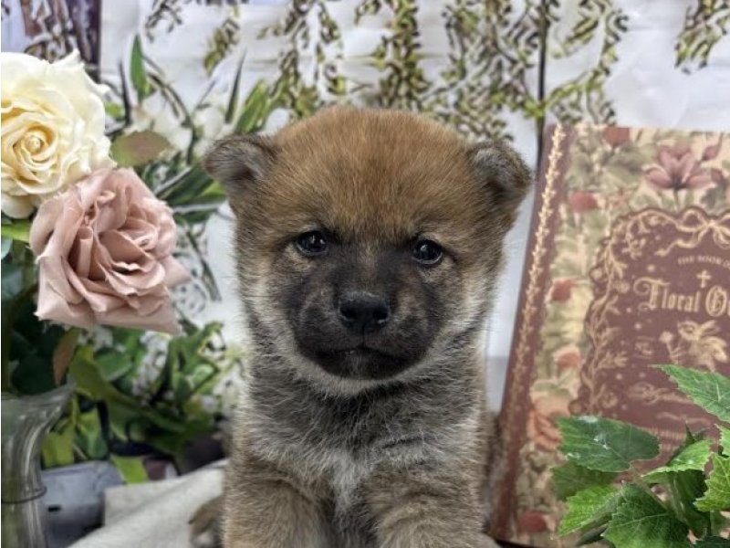 群馬県の豆柴 (ワンラブカインズ前橋小島田店(FC)/2025年10月17日生まれ/男の子/赤)の子犬の1枚目の画像