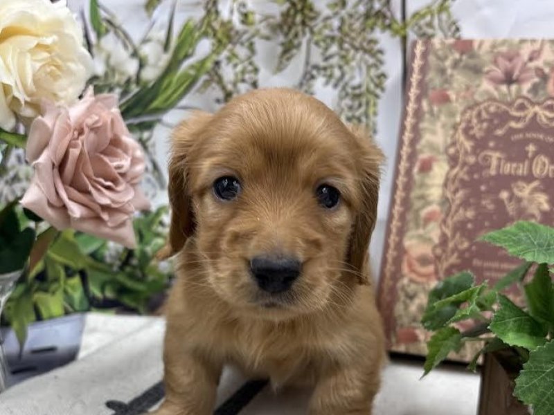 群馬県のミニチュアダックスフンド(ロング) (ワンラブカインズ前橋小島田店(FC)/2025年10月18日生まれ/女の子/イエロー)の子犬の1枚目の画像