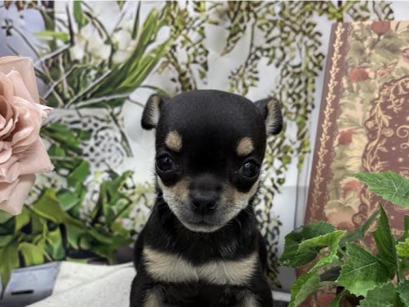 群馬県のチワワ(ロング) (ワンラブカインズ前橋小島田店(FC)/2055年10月18日生まれ/女の子/ブラックタンホワイト)の子犬の1枚目の画像