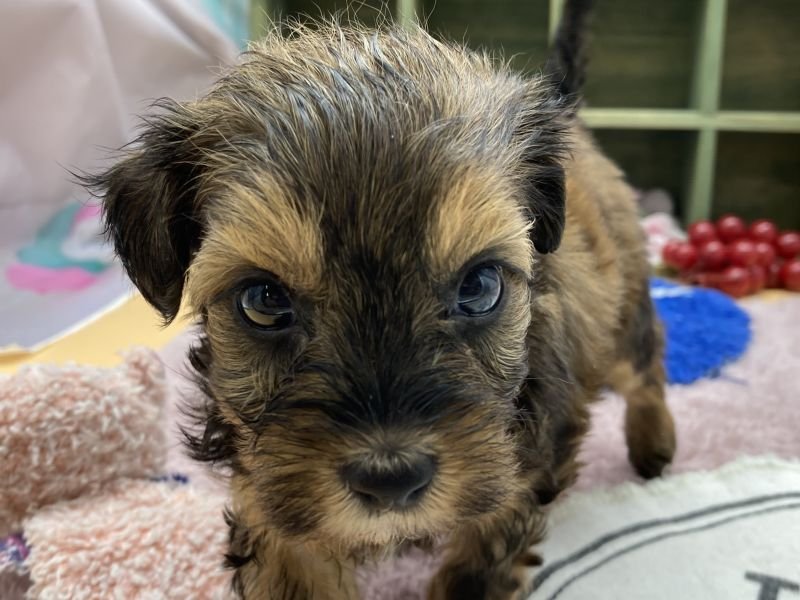 静岡県のハーフ犬・ミックス犬 (ワンラブカインズ富士宮小泉店(FC)/2025年10月15日生まれ/女の子/レッド)の子犬の1枚目の画像