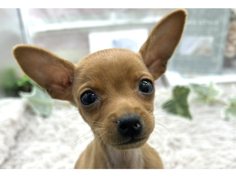 静岡県のミニチュアピンシャー (ワンラブカインズ掛川店(FC)/2025年10月18日生まれ/男の子/レッド)の子犬の1枚目の画像