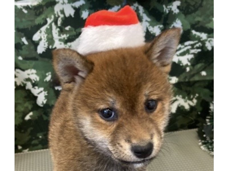 福岡県の豆柴 (ワンラブペットワイド若松店(FC)/2025年10月15日生まれ/男の子/赤)の子犬の1枚目の画像