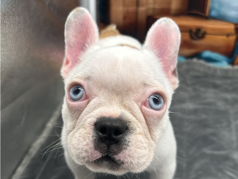 福岡県のフレンチブルドッグ (ワンラブﾎｰﾑﾜｲﾄﾞ ﾍﾟｯﾄ＆ｸﾞﾘｰﾝ和白店(FC)/2025年9月25日生まれ/女の子/パイド)の子犬の1枚目の画像