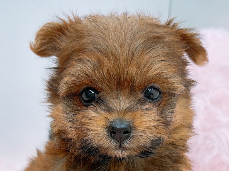 愛知県のポメプー(ポメラニアン×プードル) (ワンラブペッツビレッジ アピタ木曽川店(FC)/2025年10月25日生まれ/女の子/レッド)の子犬の1枚目の画像