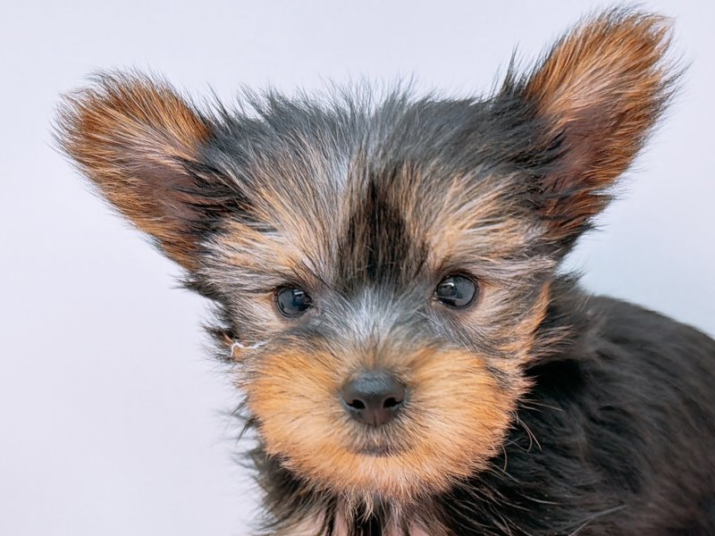 愛知県のヨークシャーテリア (ワンラブカインズ小牧店(FC)/2025年10月24日生まれ/男の子/スチールブルータン)の子犬の1枚目の画像