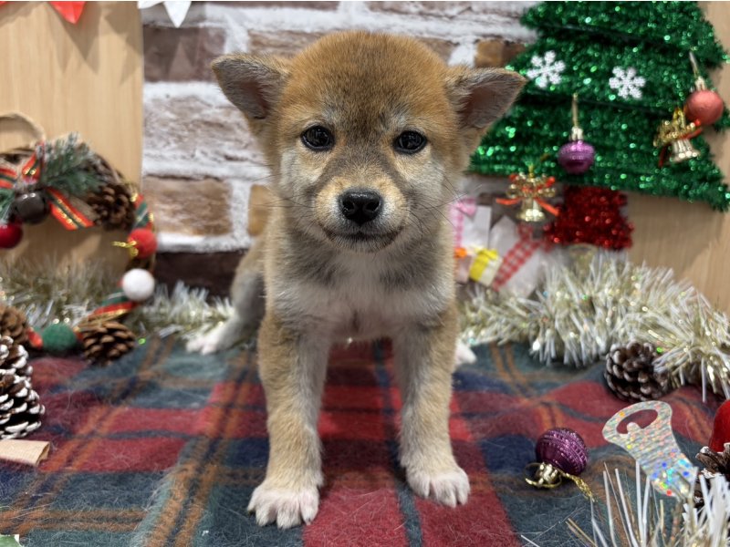 福島県の柴犬(標準サイズ) (ワンラブカインズ会津若松店(FC)/2025年10月13日生まれ/女の子/赤)の子犬の1枚目の画像