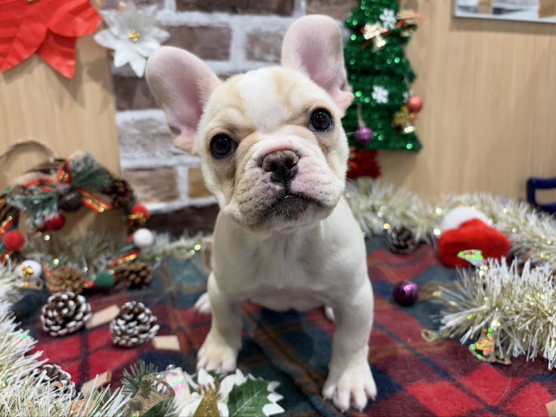 福島県のフレンチブルドッグ (ワンラブカインズ会津若松店(FC)/2025年10月22日生まれ/女の子/クリームホワイト)の子犬の1枚目の画像