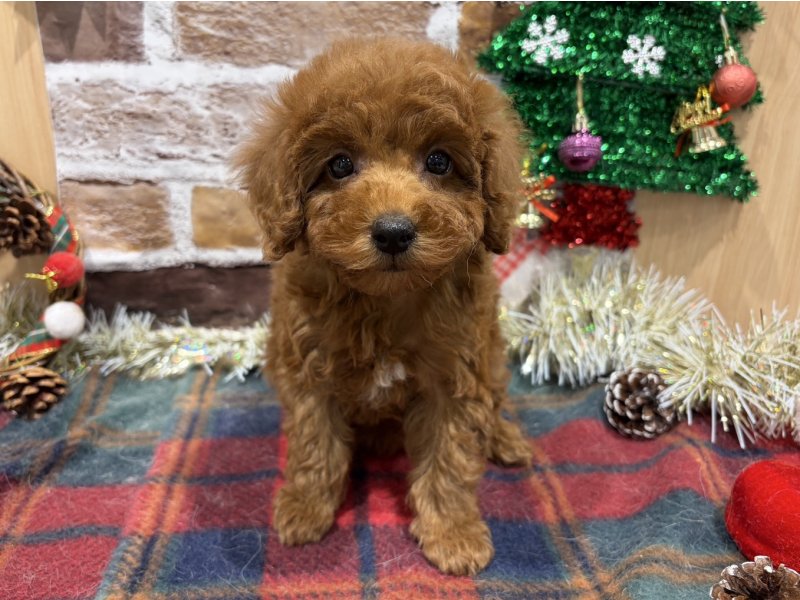 福島県のトイプードル(トイ) (ワンラブカインズ会津若松店(FC)/2025年10月24日生まれ/女の子/レッド)の子犬の1枚目の画像