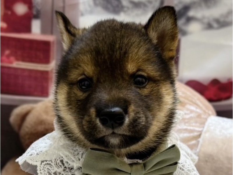 沖縄県の柴犬(標準サイズ) (ワンラブMEGAドン・キホーテ宜野湾店(FC)/2025年10月25日生まれ/男の子/胡麻)の子犬の1枚目の画像