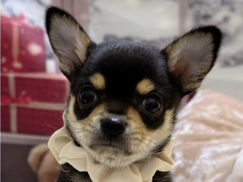 沖縄県のチワワ(ロング) (ワンラブMEGAドン・キホーテ宜野湾店(FC)/2025年10月18日生まれ/男の子/ブラックタンホワイト)の子犬の1枚目の画像