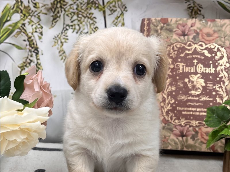 群馬県のチワックス(チワワ×ダックス) (ワンラブカインズ前橋小島田店(FC)/2025年10月25日生まれ/男の子/その他色)の子犬の1枚目の画像