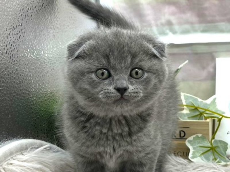 静岡県のスコティッシュフォールド (ワンラブカインズ掛川店(FC)/2025年10月23日生まれ/男の子/ブルー)の子猫の1枚目の画像