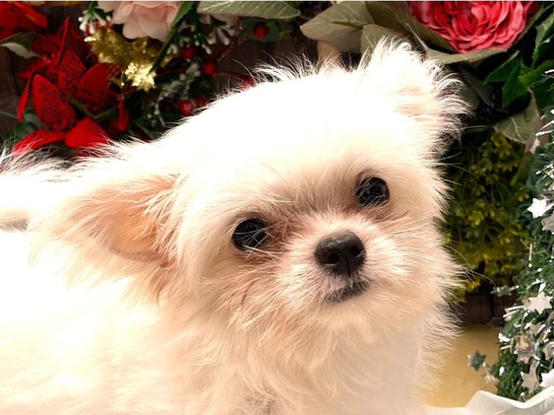 京都府のチワマル/マルチワ(チワワ×マルチーズ) (ワンラブカインズ木津川店(FC)/2025年9月22日生まれ/女の子/ホワイトクリーム)の子犬の1枚目の画像