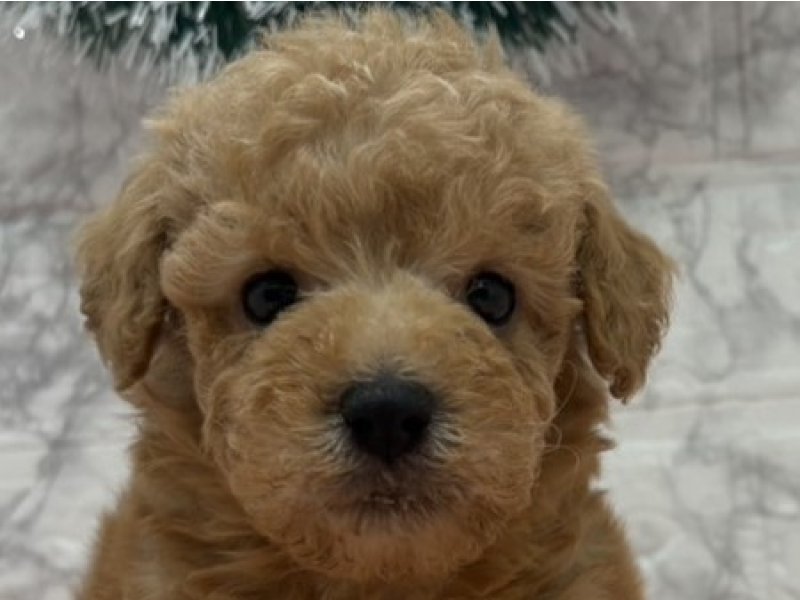 宮崎県のトイプードル(トイ) (ワンラブホームワイドプラス都城店(FC)/2025年10月26日生まれ/男の子/レッド)の子犬の1枚目の画像