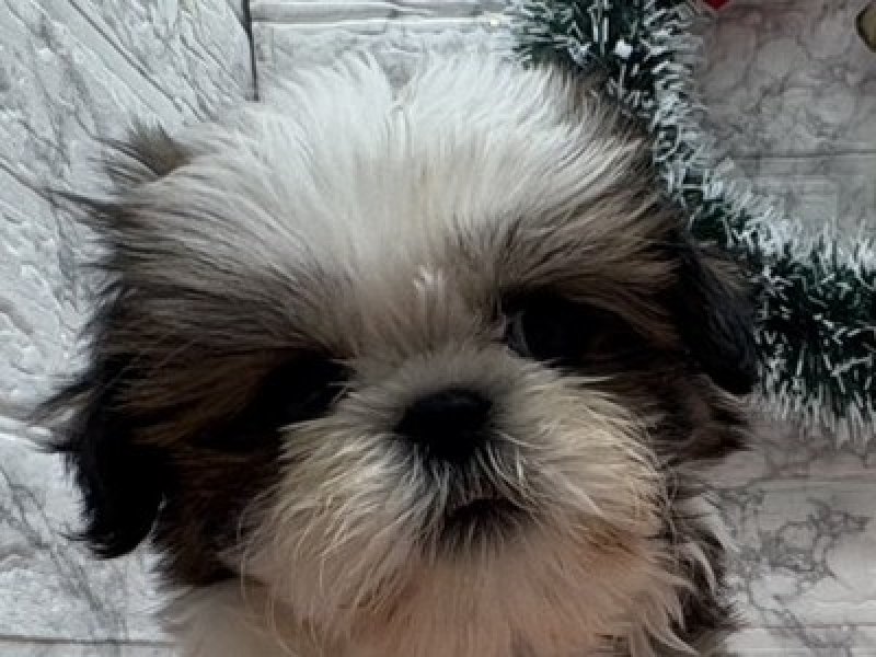 宮崎県のシーズー (ワンラブホームワイドプラス都城店(FC)/2025年10月25日生まれ/男の子/ホワイトゴールド)の子犬の1枚目の画像