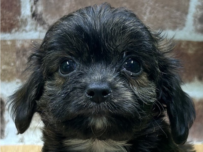 福島県のチワプー/プーチー(チワワ×プードル) (ワンラブカインズ白河モール店(FC)/2025年10月15日生まれ/男の子/ブリンドル)の子犬の1枚目の画像