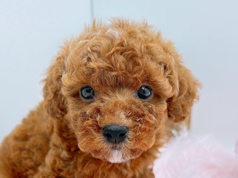 愛知県のポメプー(ポメラニアン×プードル) (ワンラブカインズ小牧店(FC)/2025年11月1日生まれ/女の子/レッド)の子犬の1枚目の画像