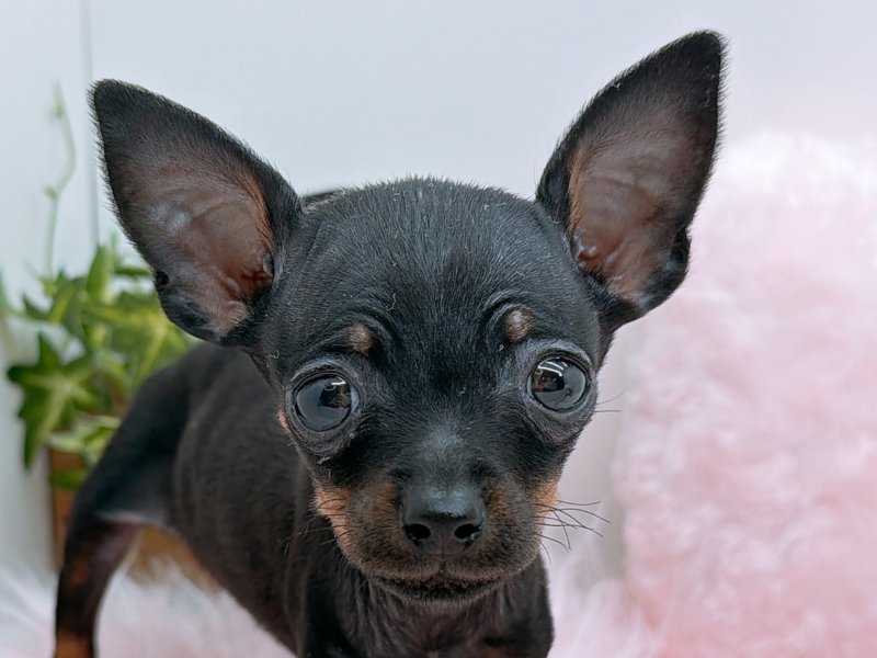 愛知県のミニチュアピンシャー (ワンラブカインズ小牧店(FC)/2025年10月26日生まれ/男の子/ブラックタン)の子犬の1枚目の画像