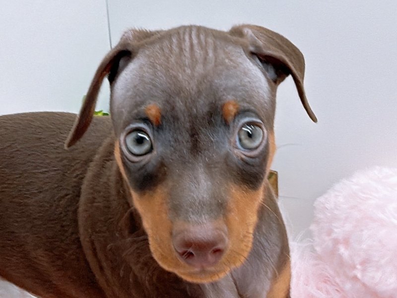 愛知県のミニチュアピンシャー (ワンラブカインズ小牧店(FC)/2025年11月2日生まれ/男の子/チョコレートタン)の子犬の1枚目の画像